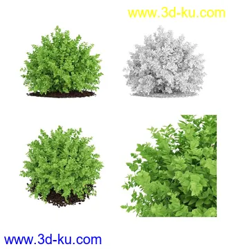 枫树模型,花草,花圃,大花葱,芦荟,肾蕨,天竺葵,玉簪,火炬花,蒲苇,七彩铁,向日葵,塔柏,铁线蕨,吊兰,番红花等各类花模型31个的图片21