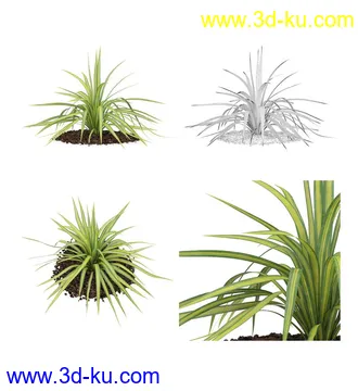 枫树模型,花草,花圃,大花葱,芦荟,肾蕨,天竺葵,玉簪,火炬花,蒲苇,七彩铁,向日葵,塔柏,铁线蕨,吊兰,番红花等各类花模型31个的图片23