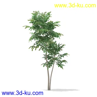 植物模型合集,树木模型,各类树木模型共51个的图片