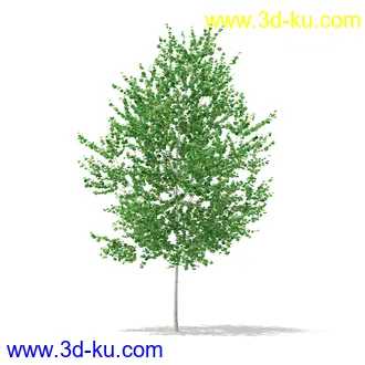 植物模型合集,树木模型,各类树木模型共51个的图片