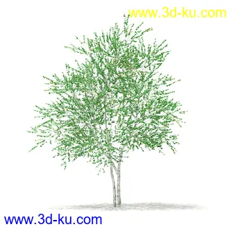 植物模型合集,树木模型,各类树木模型共51个的图片