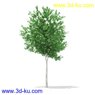 植物模型合集,树木模型,各类树木模型共51个的图片