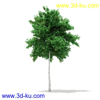 植物模型合集,树木模型,各类树木模型共51个的图片