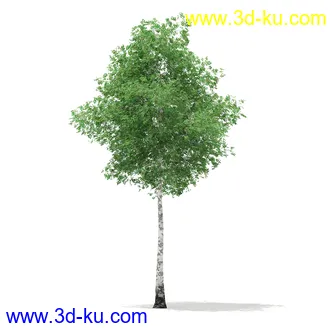 植物模型合集,树木模型,各类树木模型共51个的图片