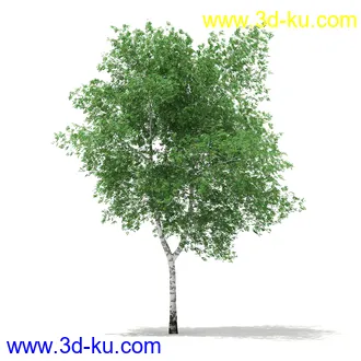 植物模型合集,树木模型,各类树木模型共51个的图片