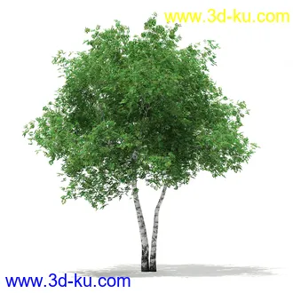 植物模型合集,树木模型,各类树木模型共51个的图片11