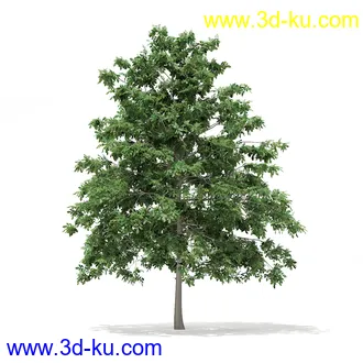 植物模型合集,树木模型,各类树木模型共51个的图片13