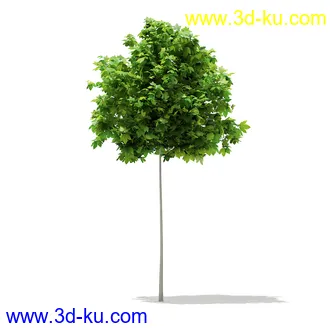 植物模型合集,树木模型,各类树木模型共51个的图片14