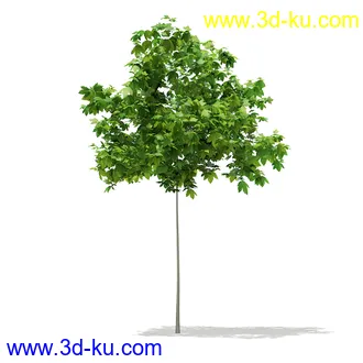 植物模型合集,树木模型,各类树木模型共51个的图片