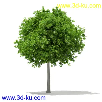 植物模型合集,树木模型,各类树木模型共51个的图片