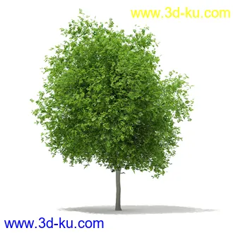 植物模型合集,树木模型,各类树木模型共51个的图片