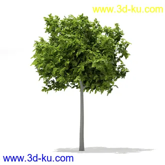 植物模型合集,树木模型,各类树木模型共51个的图片