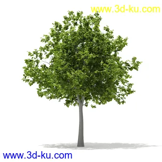 植物模型合集,树木模型,各类树木模型共51个的图片