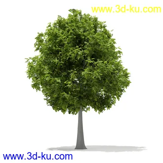 植物模型合集,树木模型,各类树木模型共51个的图片