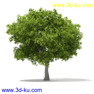 植物模型合集,树木模型,各类树木模型共51个的图片