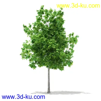 植物模型合集,树木模型,各类树木模型共51个的图片