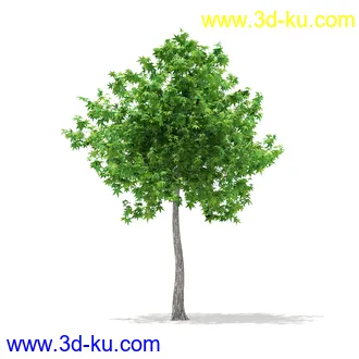 植物模型合集,树木模型,各类树木模型共51个的图片