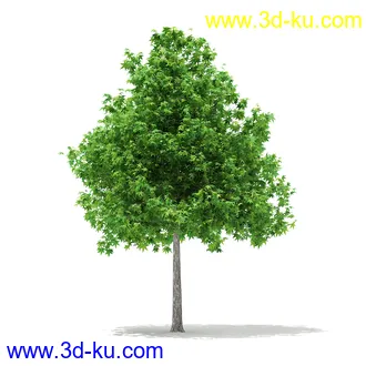 植物模型合集,树木模型,各类树木模型共51个的图片