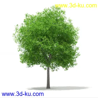 植物模型合集,树木模型,各类树木模型共51个的图片