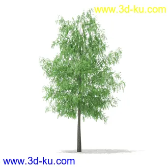 植物模型合集,树木模型,各类树木模型共51个的图片