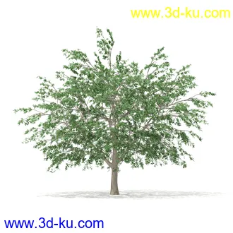 植物模型合集,树木模型,各类树木模型共51个的图片