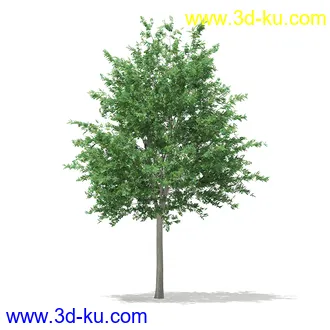 植物模型合集,树木模型,各类树木模型共51个的图片