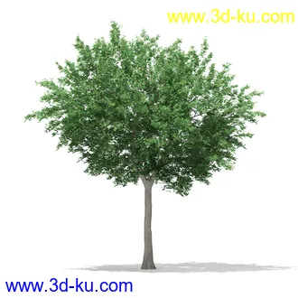 植物模型合集,树木模型,各类树木模型共51个的图片