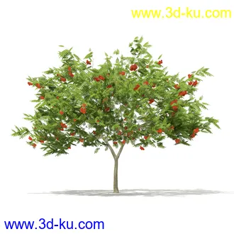 植物模型合集,树木模型,各类树木模型共51个的图片