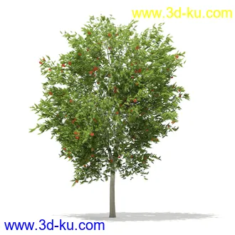 植物模型合集,树木模型,各类树木模型共51个的图片