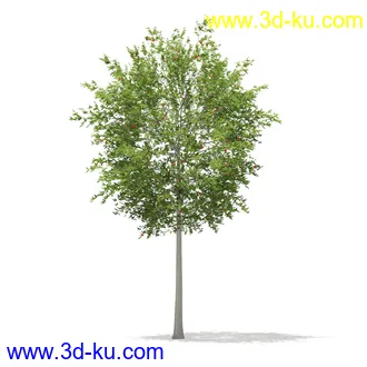 植物模型合集,树木模型,各类树木模型共51个的图片