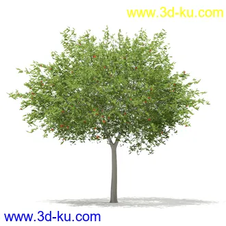 植物模型合集,树木模型,各类树木模型共51个的图片45