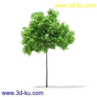 植物模型合集,树木模型,各类树木模型共51个的图片46