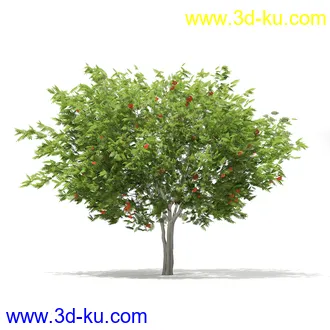 植物模型合集,树木模型,各类树木模型共51个的图片47