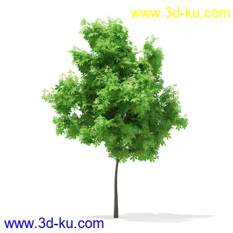 植物模型合集,树木模型,各类树木模型共51个的图片