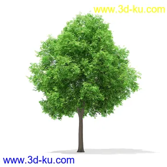 植物模型合集,树木模型,各类树木模型共51个的图片