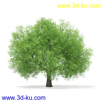 植物模型合集,树木模型,各类树木模型共51个的图片