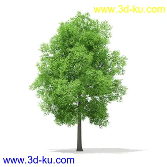 植物模型合集,树木模型,各类树木模型共51个的图片