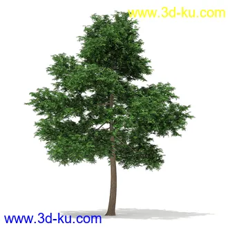 树木模型合集,各种树模型共41个的图片