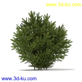 树木模型合集,各种树模型共41个的图片