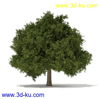 树木模型合集,各种树模型共41个的图片