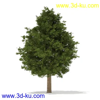 树木模型合集,各种树模型共41个的图片