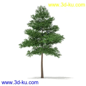 树木模型合集,各种树模型共41个的图片