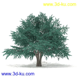 树木模型合集,各种树模型共41个的图片