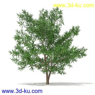 树木模型合集,各种树模型共41个的图片