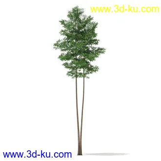 树木模型合集,各种树模型共41个的图片