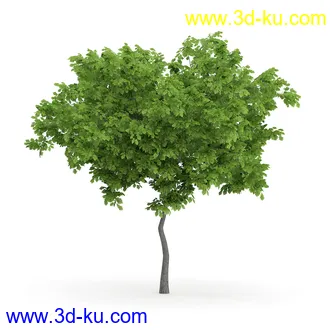 树木模型合集,各类树木模型共32个的图片