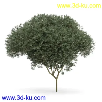 树木模型合集,各类树木模型共32个的图片