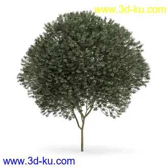 树木模型合集,各类树木模型共32个的图片