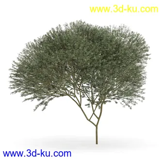 树木模型合集,各类树木模型共32个的图片