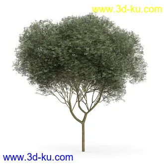 树木模型合集,各类树木模型共32个的图片